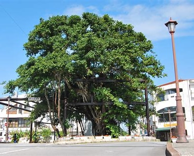 沖縄移住「暮らしの役立ち情報」