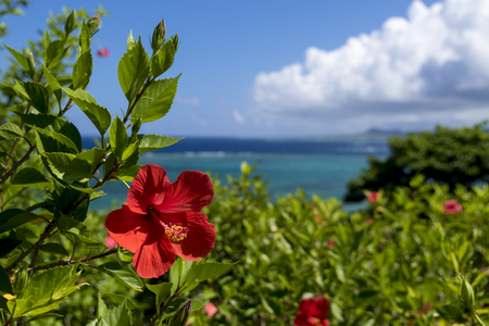 沖縄県名護市【土地価値が上昇中】